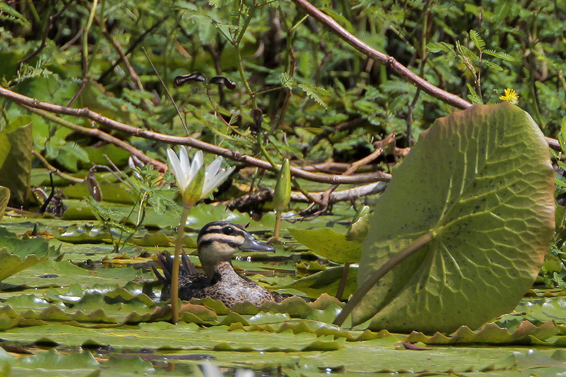 Masked Duck