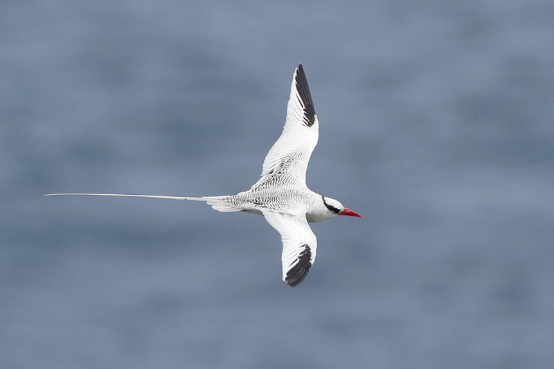Red-billed Tropicbird