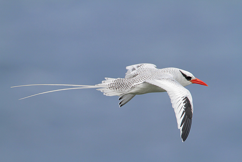Red-billed Tropicbird