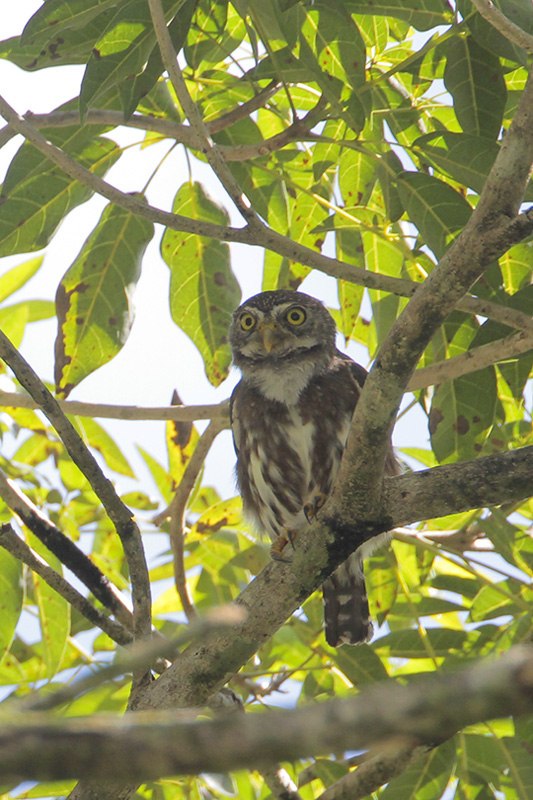 Ferruginous Pygmy-Owl