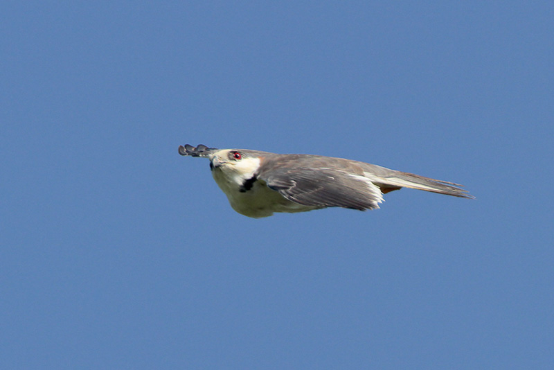 Pearl Kite