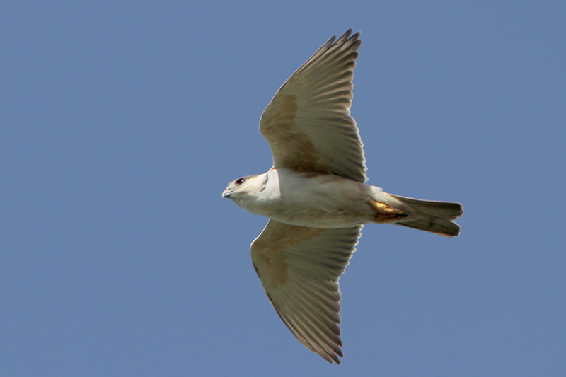 Pearl Kite