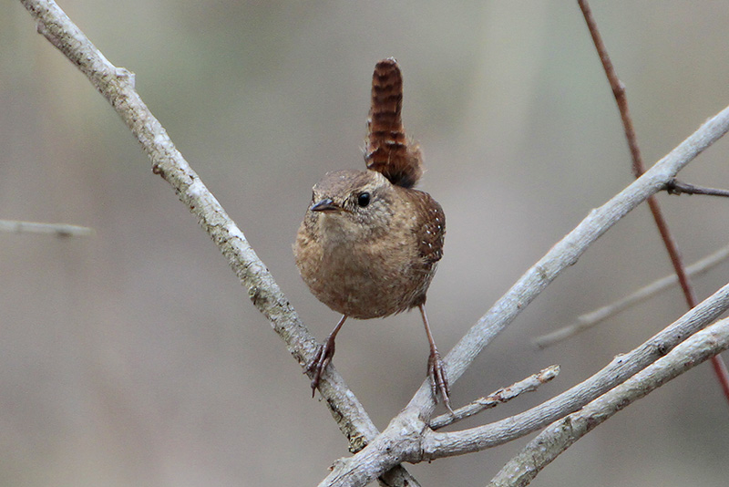 Winter Wren