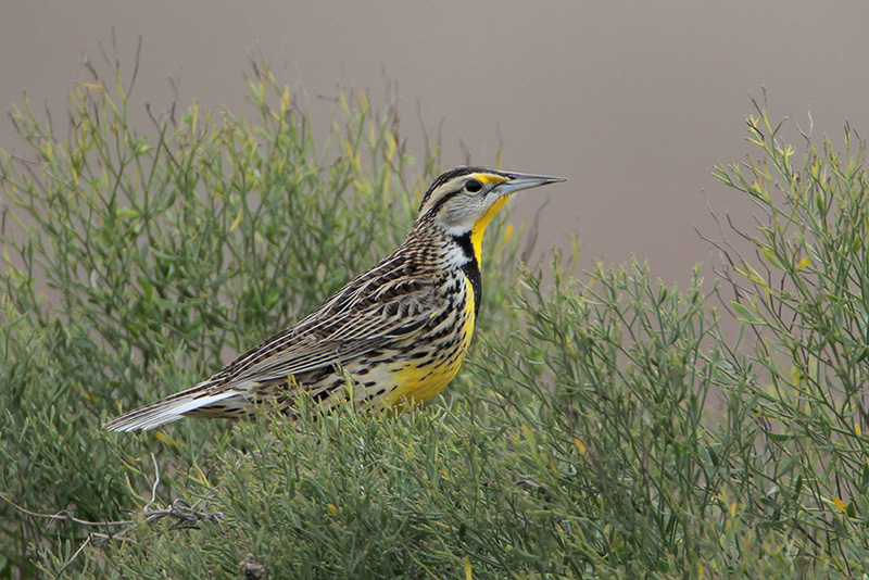 Eastern Meadowlark