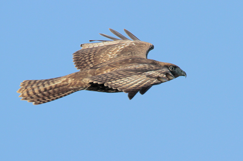 Red-tailed Hawk