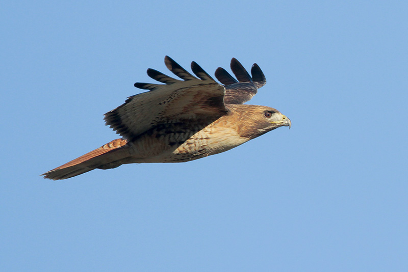 Red-tailed Hawk