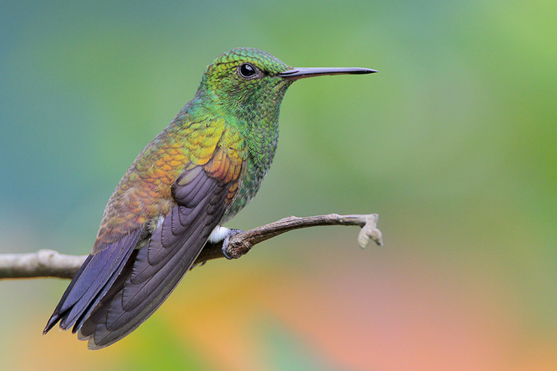 Copper-rumped Hummingbird