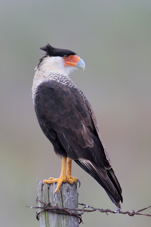 Crested Caracara