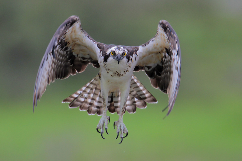 Osprey