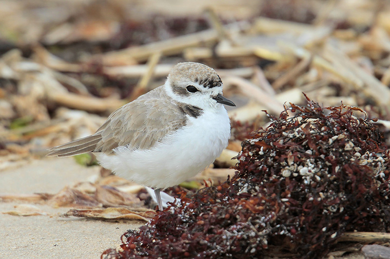 Snowy Plover