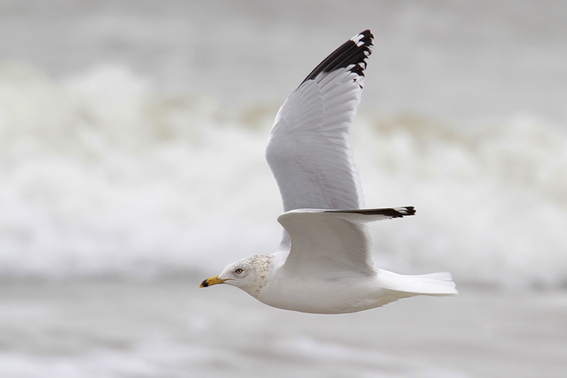 Ring-billed Gull