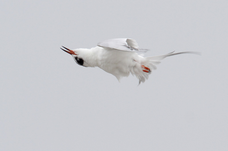 Forsters Tern