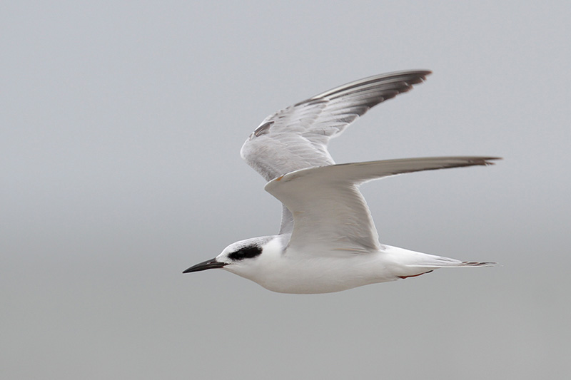 Forsters Tern
