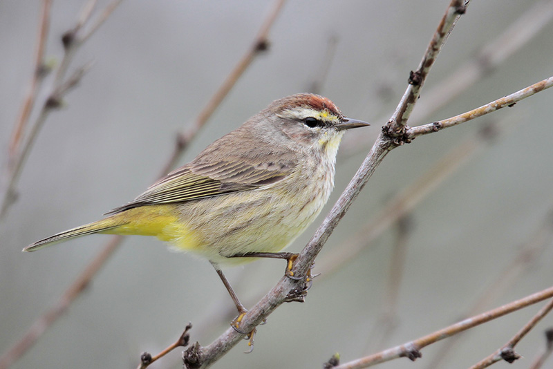 Palm Warbler
