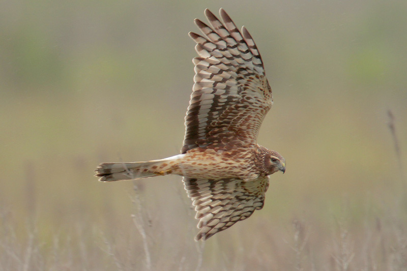 Northern Harrier