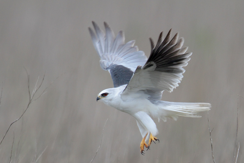 White-tailed Kite