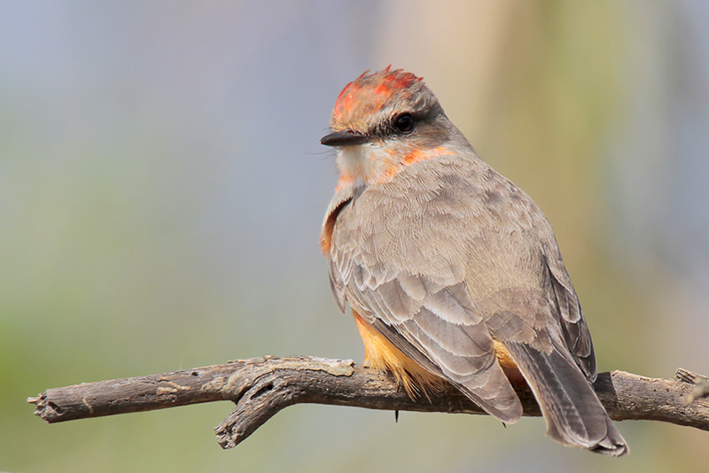 Vermilion Flycatcher