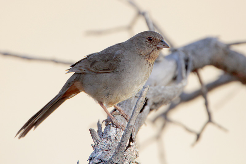 California Towhee