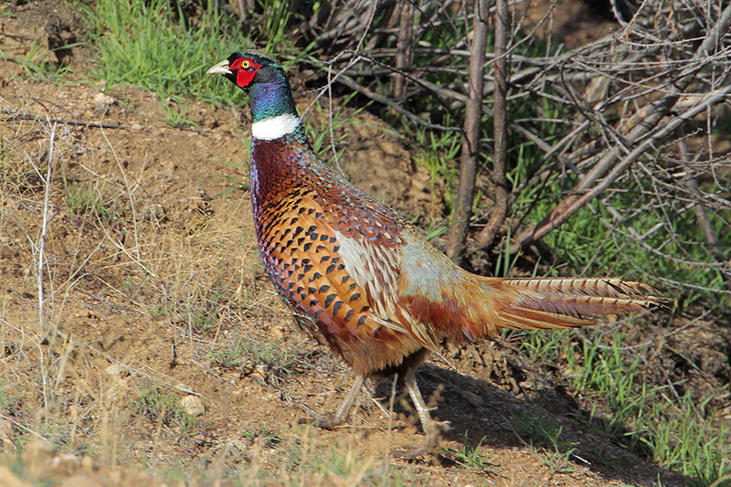 Ring-necked Pheasant