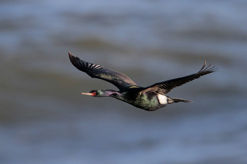 Pelagic Cormorant