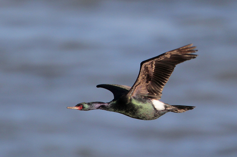 Pelagic Cormorant