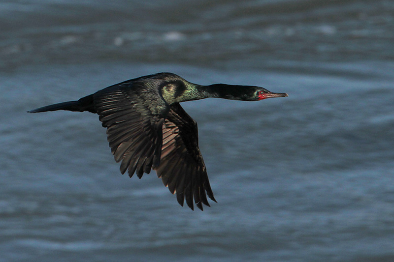 Pelagic Cormorant