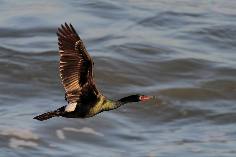 Pelagic Cormorant