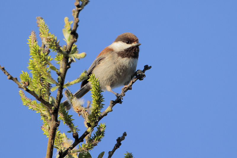 Chestnut-backed Chickadee