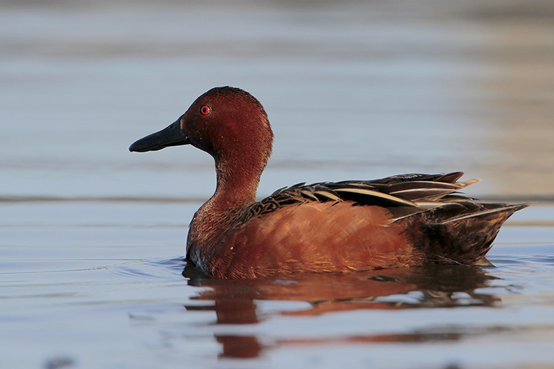 Cinnamon Teal