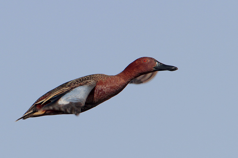 Cinnamon Teal