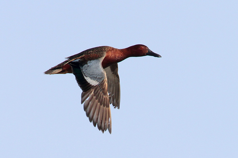 Cinnamon Teal