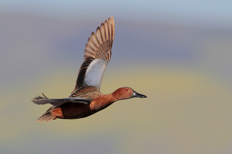 Cinnamon Teal
