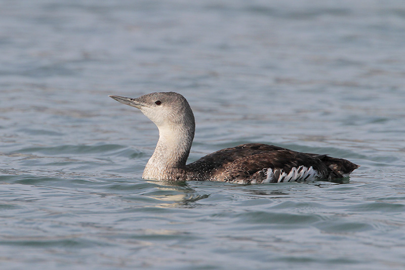 Red-throated Loon