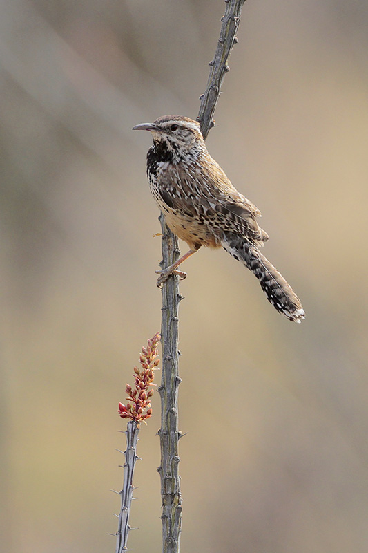 Cactus Wren