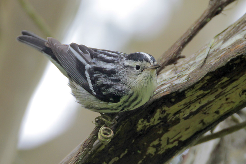 Black-and-white Warbler