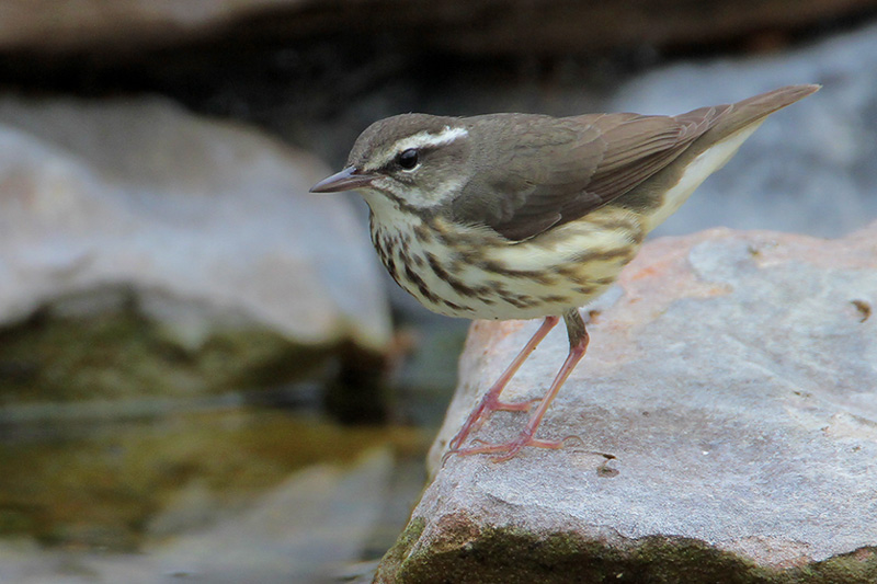 Louisiana Waterthrush