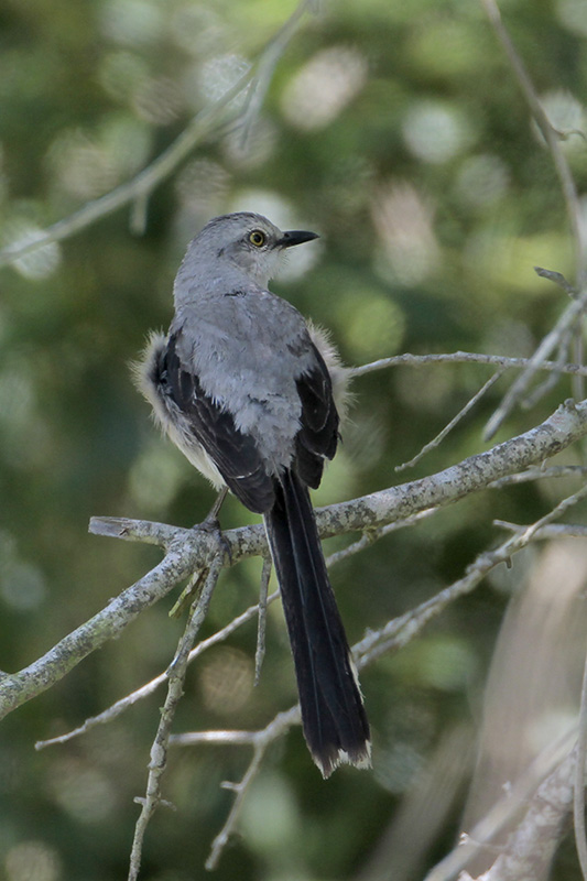 Tropical Mockingbird