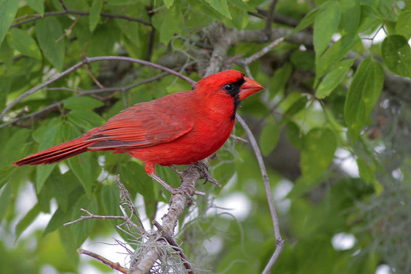 Northern Cardinal