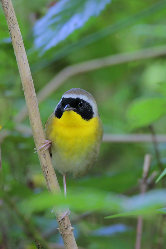 Common Yellowthroat