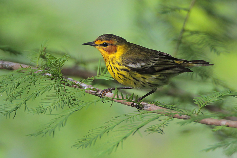 Cape May Warbler