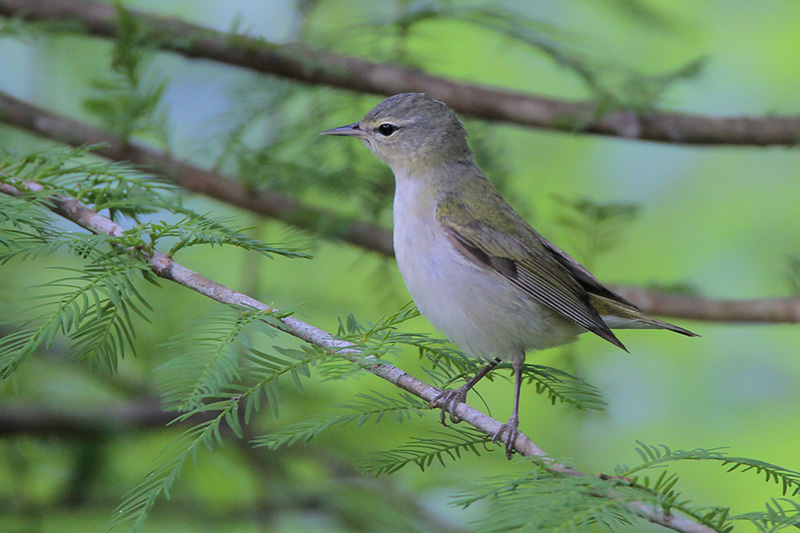 Tennessee Warbler