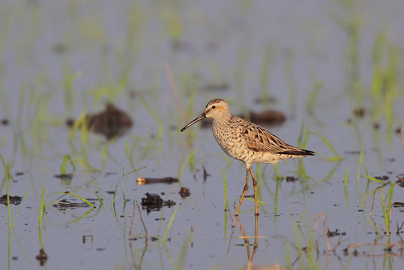 Stilt Sandpiper