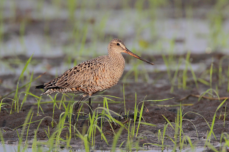 Hudsonian Godwit