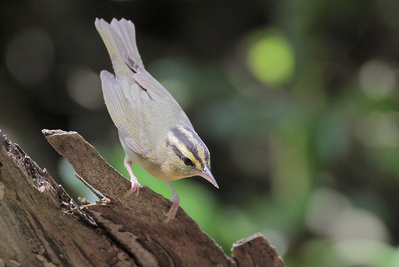 Worm-eating Warbler