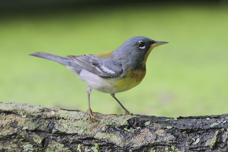 Northern Parula