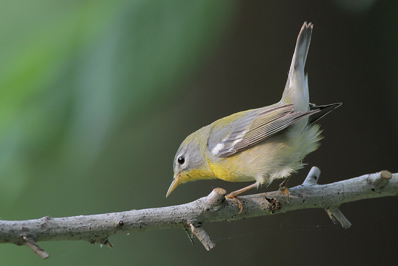 Northern Parula