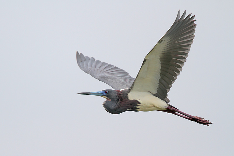 Tricolored Heron