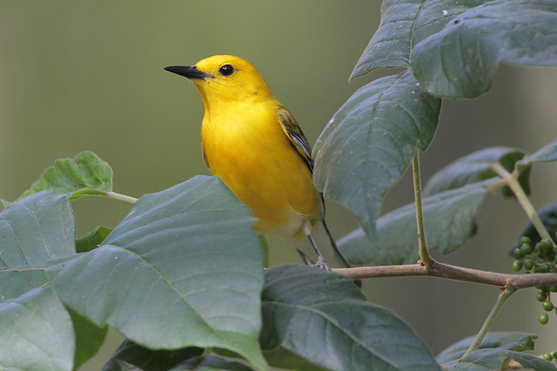 Prothonotary Warbler