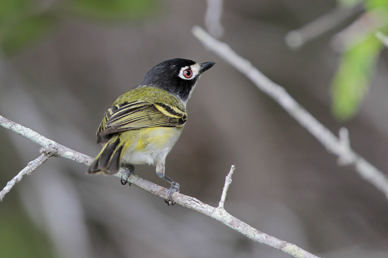 Black-capped Vireo