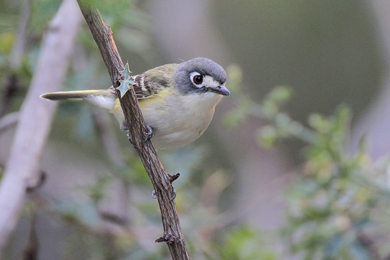 Black-capped Vireo